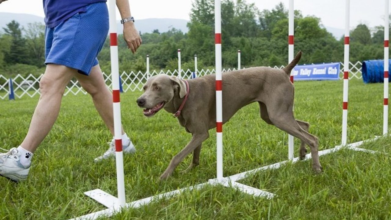 dog training Bangkok