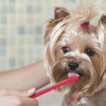 Smelling Fresh: The Best Dog Toothpaste For Bad Breath