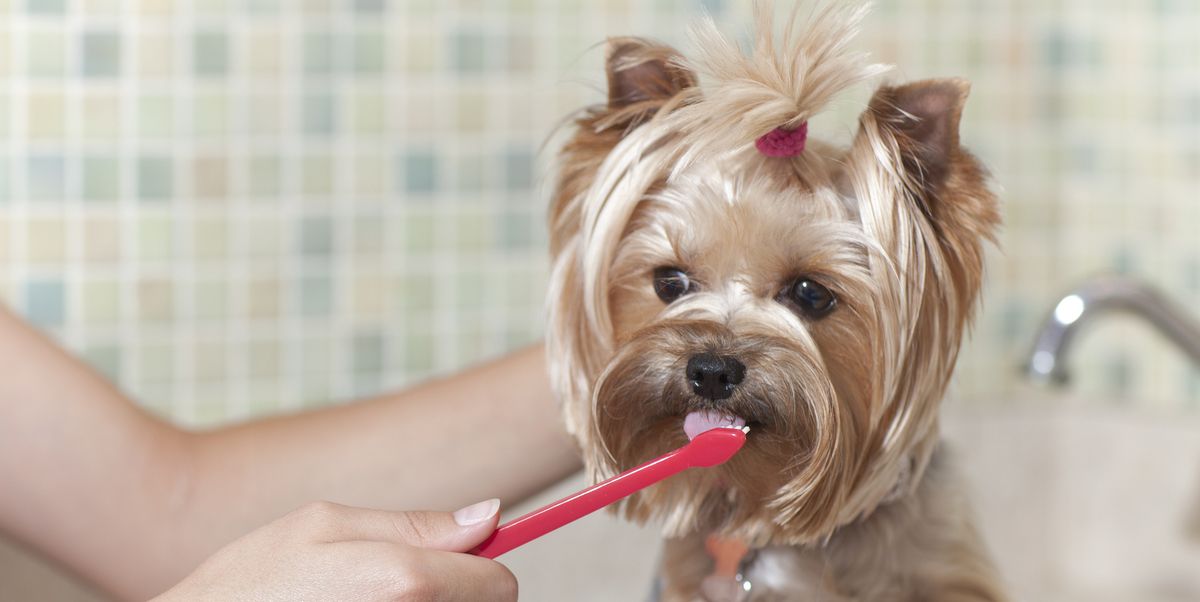 Best Dog Toothpaste For Bad Breath