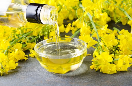 Health Concerns of Canola Oil: Fact or Fiction?