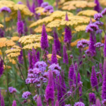 Nature's Palette: A Guide to Colourful Garden Flowers