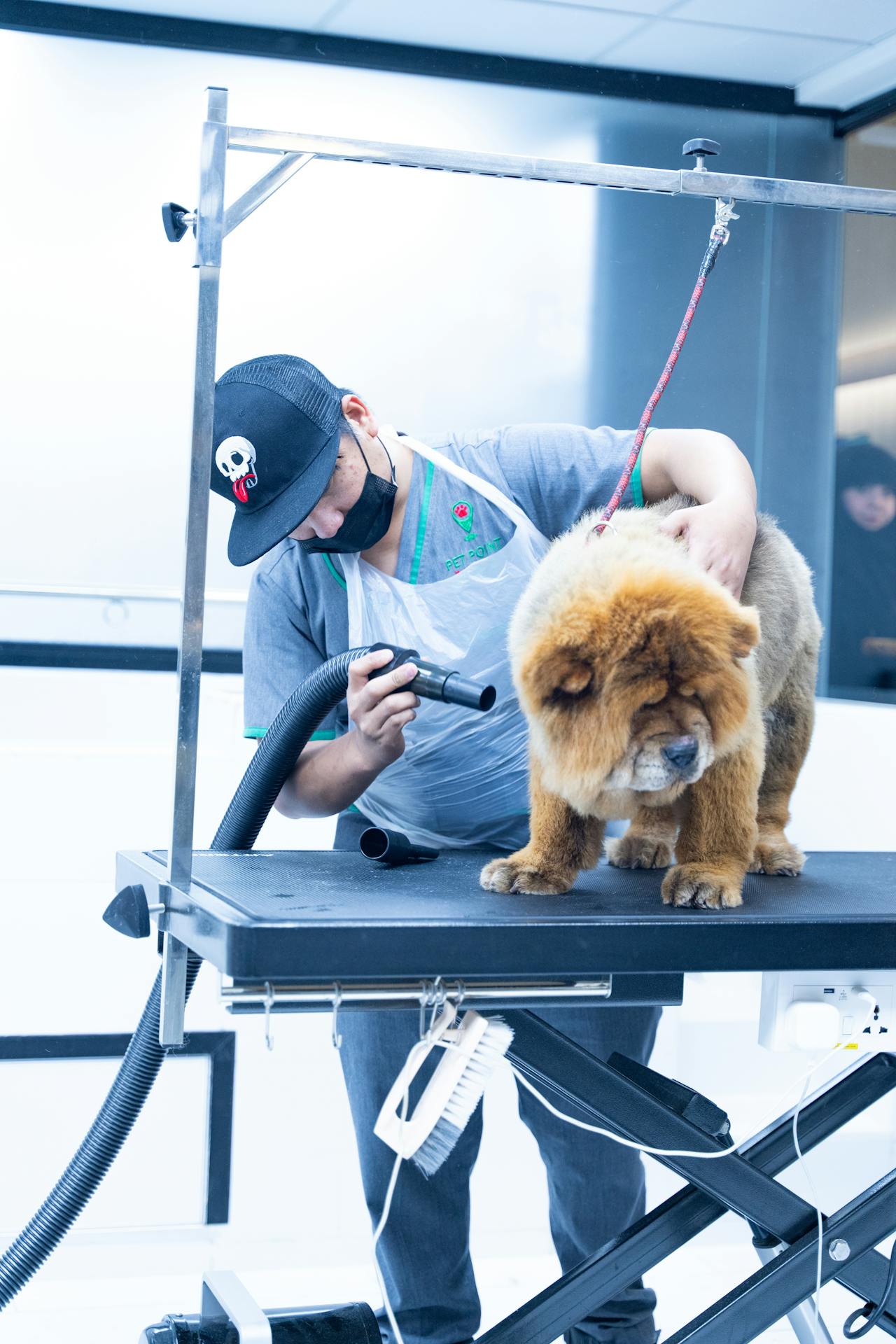 Ways A Dog Groomer Can Take Care Of Your Pet